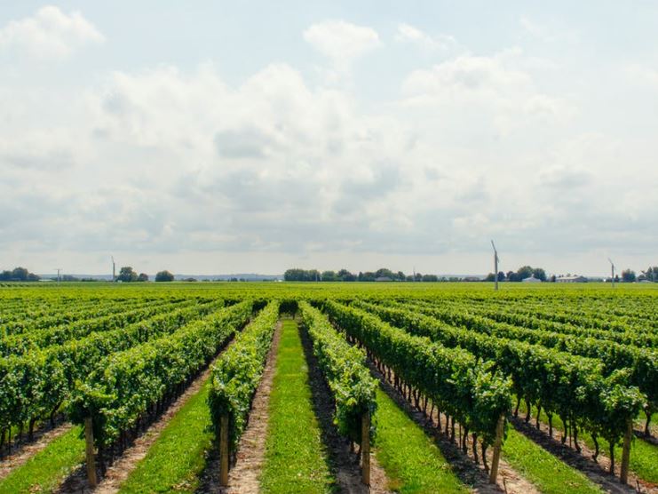 Burgundy's Vineyards & Wineries